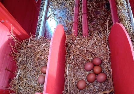 Agroturizam Podastrana Domaća jaja