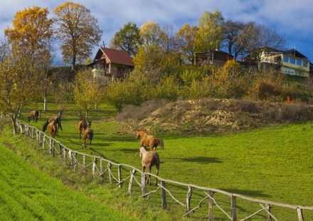 Na Malenom brijegu Konji