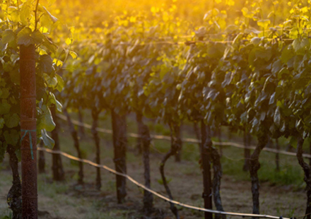 Vinska kuca Pavlomir Vinogradi 