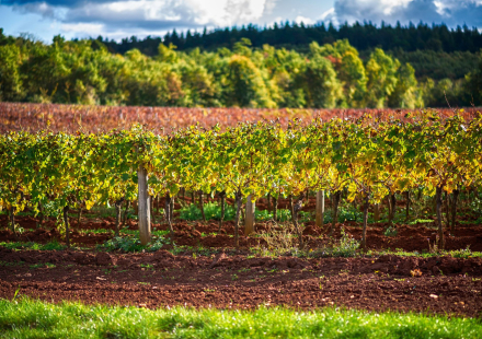 TZ Visnjan VInogradi