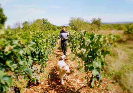 Kalpic vinograd