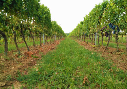 Podrum Szabo Vinograd