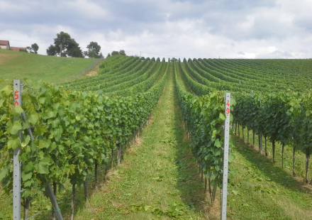 Vina Kuncic Vinograd