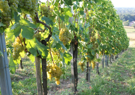 Vina Kuncic Vinova loza